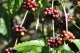 Know Your Coffee and the Variety of Flavors